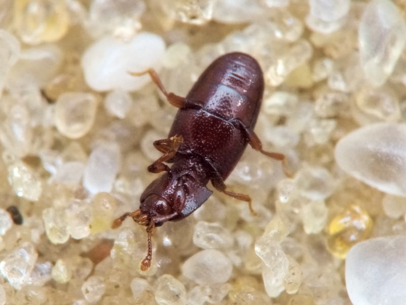 Cerylon ferrugineum Stephens, 1830